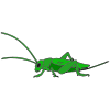 Cricket