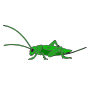 Cricket
