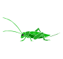 Cricket