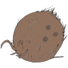 Coconut