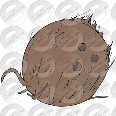 Coconut  Picture