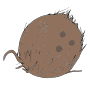 Coconut