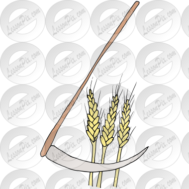 Harvest Wheat
