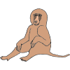 Baboon Picture