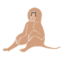 Baboon
