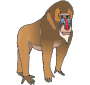 Baboon