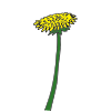 Dandelion Picture