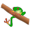 Tree Frog Picture