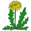 Dandelion Picture