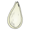 Pumpkin Seed