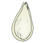Pumpkin Seed