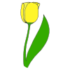 Tulip Picture