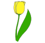 Tulip Picture