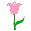 Tulip