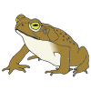 Toad Picture