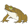 big+green+toad Picture