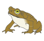 Toad Picture