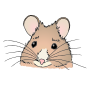 Mouse Picture