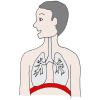 Diaphragm