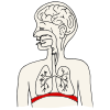 Diaphragm Picture