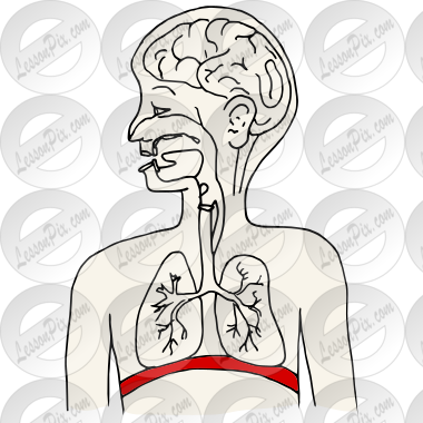 Diaphragm Picture