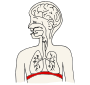 Diaphragm Picture