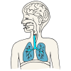 Los+pulmones+dan+aire+para+hablar. Picture
