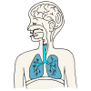 Lungs