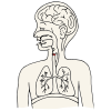 Vocal Folds Picture