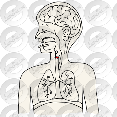 Vocal Folds Picture