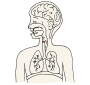 Vocal Folds  Picture