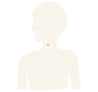 Vocal Folds  Stencil