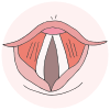 Vocal Folds Picture