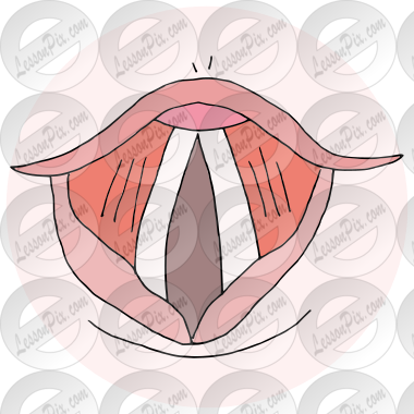 Vocal Folds Picture