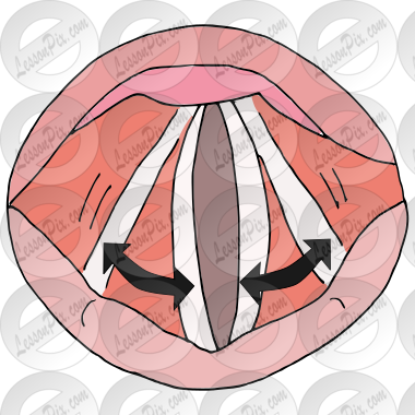 Vocal Folds