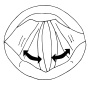 Vocal Folds