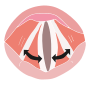 Vocal Folds