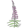 Fireweed Picture