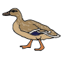 Duck