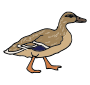 Duck