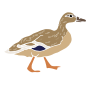 Duck