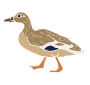 Duck