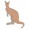 Kangaroo Picture