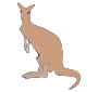 Kangaroo Picture