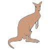 Kangaroo Picture