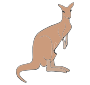 Kangaroo Picture