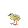 Poult Picture