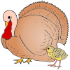 Turkey Picture