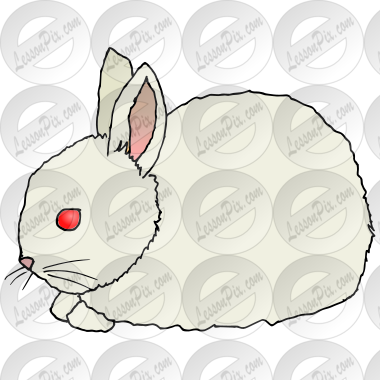 Rabbit Baby