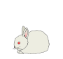 Rabbit Baby Picture